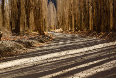 Dirt road passing through forest