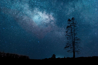 Low angle view of trees