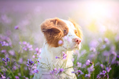 Close-up of a dog looking away