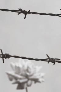 Low angle view of barbed wire against sky