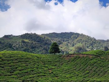 Scenic view of agricultural landscape against sky