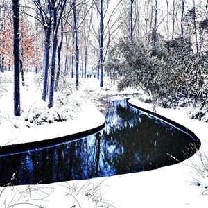 Bare trees on snow covered landscape