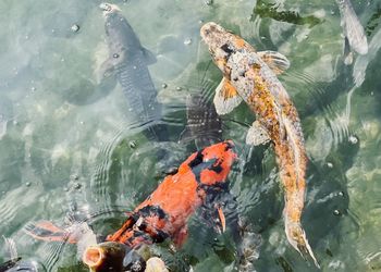 High angle view of koi carps swimming in water