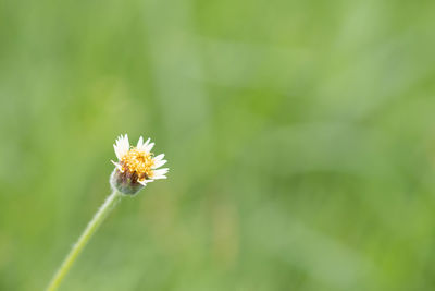 Close-up of white dandelion flower