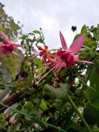 Close-up of flowers blooming outdoors