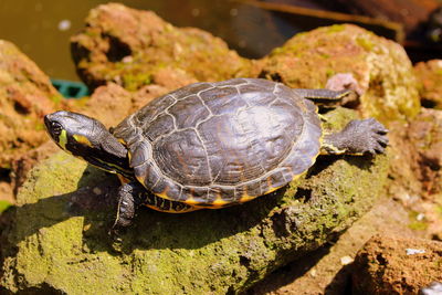 Close-up of turtle on rock