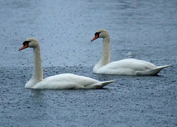 Close-up of swan swimming on lake