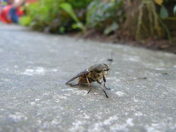 Close-up of insect on ground