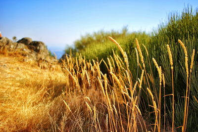 Close-up of plants growing on field against clear sky