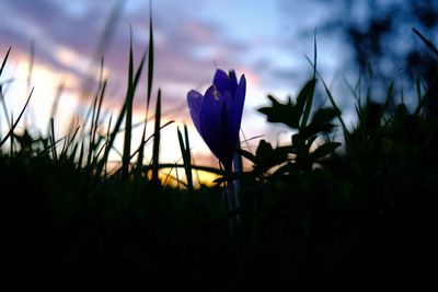 Close-up of silhouette plants growing on field against sky