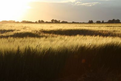 Scenic view of wheat field against sky