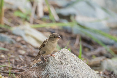 Close-up of bird perching on rock