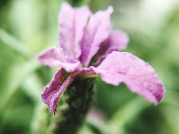 Close-up of water drops on pink flower
