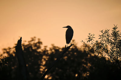 Silhouette bird perching on a tree