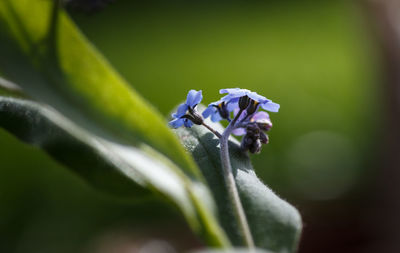 Close-up of purple flowering plant