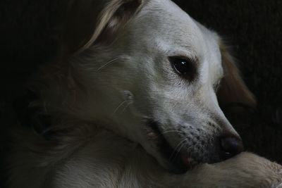 Close-up portrait of dog