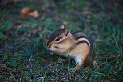 Close-up of squirrel on land