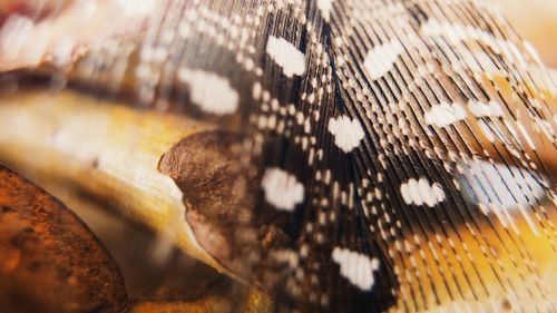 Close-up of butterfly on leaf