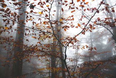 Low angle view of tree during autumn