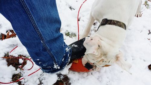 Low section of person with dog on snow