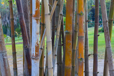 Full frame shot of bamboo trees in forest