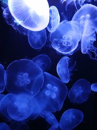 jellyfish