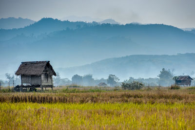 Rice field in northern laos