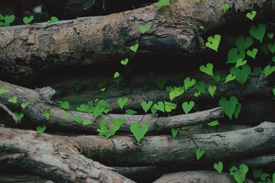 Close-up of snake on tree trunk
