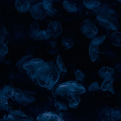 Close-up of jellyfish against black background