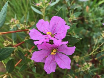 Close-up of pink flowers