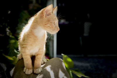 Close-up of a cat looking away