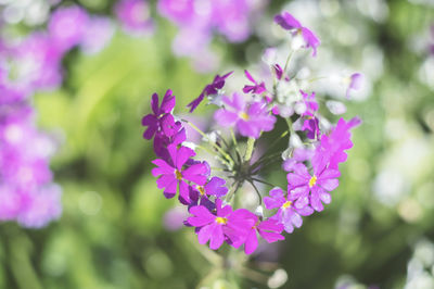 Close-up of purple flowers blooming outdoors