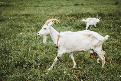 Sheep standing in a field