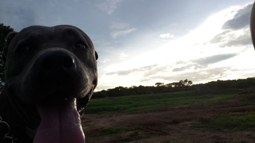 Close-up of dog on field against sky