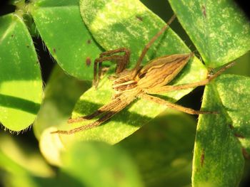 Close-up of spider on leaf