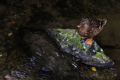 Close-up of bird perching on water