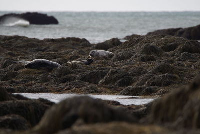 Rocks on beach