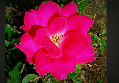 Close-up of pink rose blooming outdoors