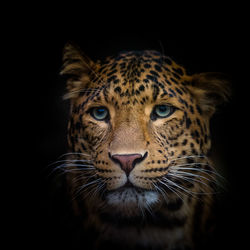 Close-up portrait of a cat