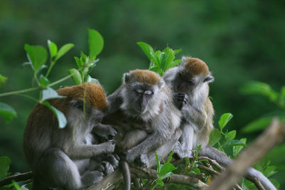 Macaca fascicularis, sitting in the tree at ngarai sianok, west sumatra