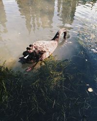 Swan swimming on lake