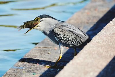 Close-up of bird