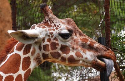 Giraffe in zoo