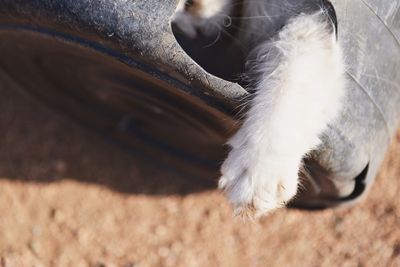 Close-up of cat paw coming out of black container