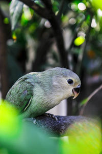 Close-up of parrot perching on tree