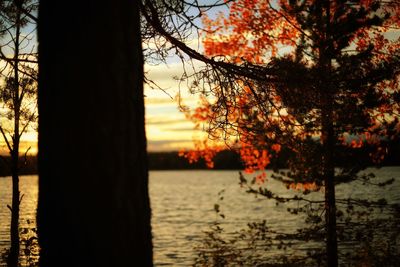 Silhouette tree against sky during sunset