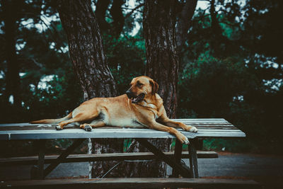 Dog sitting on bench against trees
