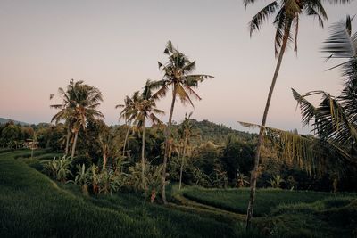 Scenic view of landscape against sky during sunset