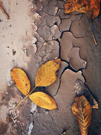 High angle view of dry leaf on field