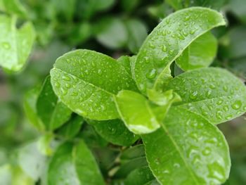 Green lemon leaf